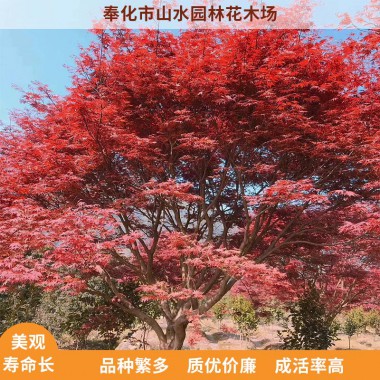 中國紅楓